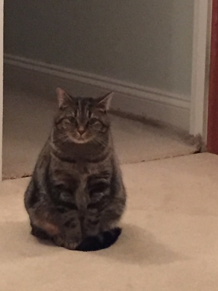 Advice for a new cat owner?