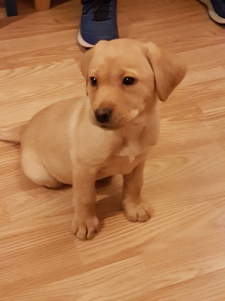 Labrador puppy name
