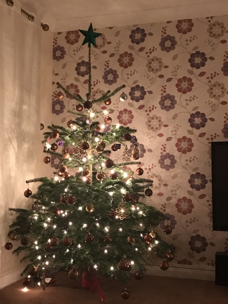 Show Us Your TREES!
