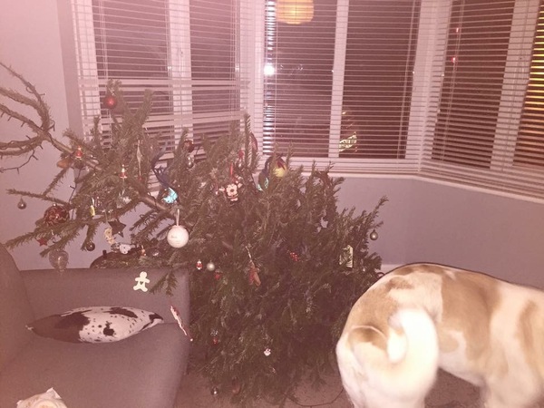 Show Us Your TREES!