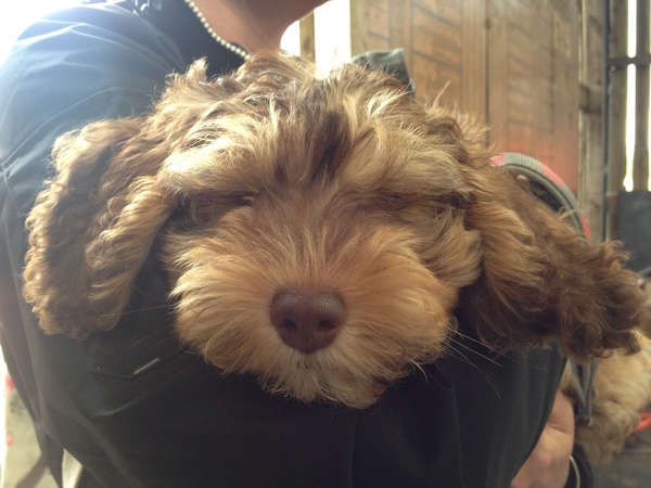 Am I finally in a position to be able to get a dog? Advice needed!