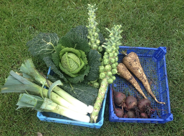 Allotment/Veg Patch - Thread 7 - The Harvesters Arms