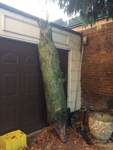 How much of a prat am I going to look if I ask them to replace this tree?