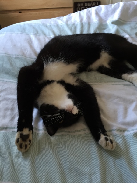 WIBU to wake up my kitten because he kept me up all night? *pics*