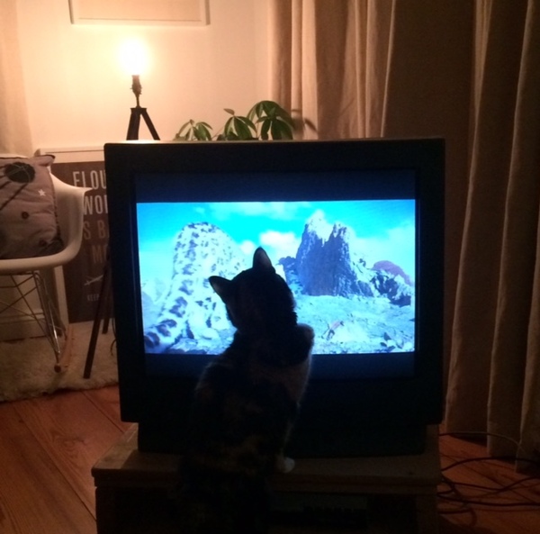 Is my cat in love with a snow leopard or just lonely?