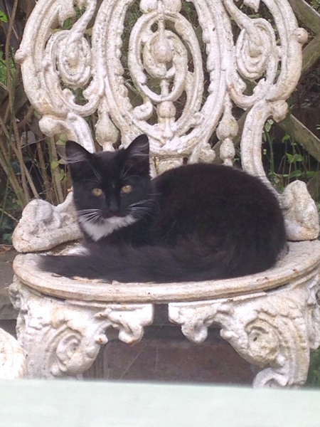 New Kitten (with picture!)