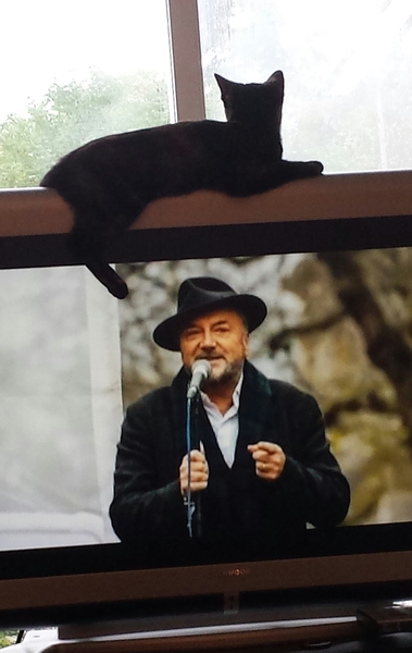 Is my cat in love with a snow leopard or just lonely?