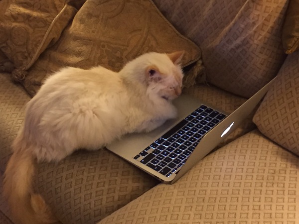 Show me your pussy!