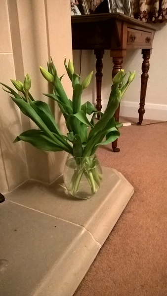 Zombie's Journey - A Wedding, A Final Christmas and Planning for a Wake