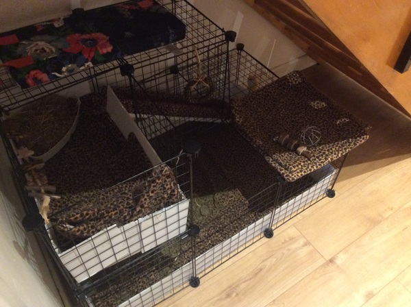 Guinea pig C&C cage?