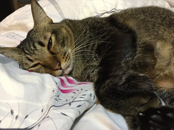 In the fresh laundry basket!