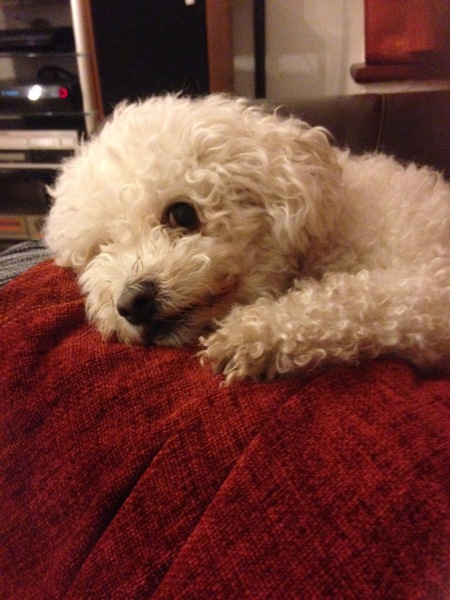 What's special about your breed of dog?