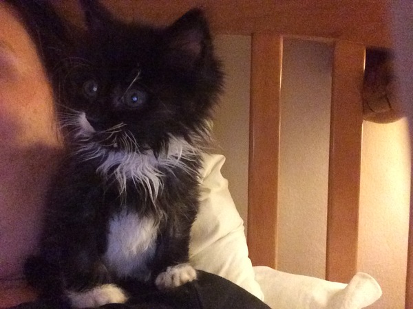 We have accidentally  a 5 weeks old kitten