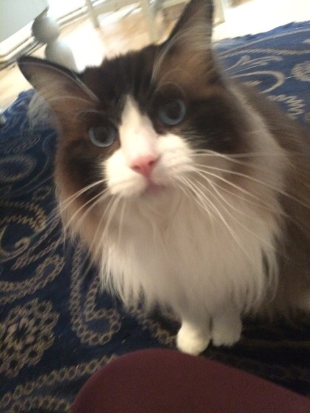 Ragdoll or BSH?