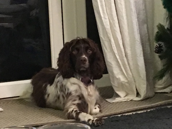 What's special about your breed of dog?