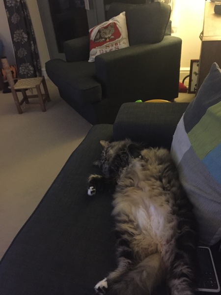 How big is your biggest cat?