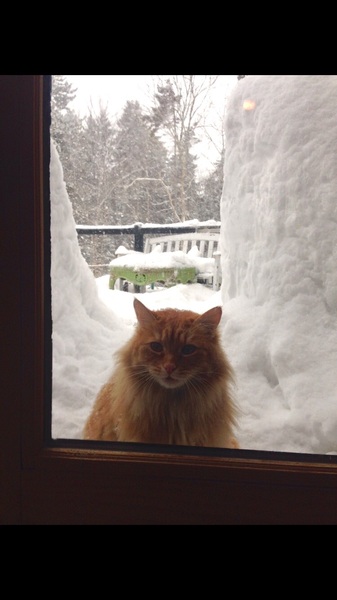 How big is your biggest cat?