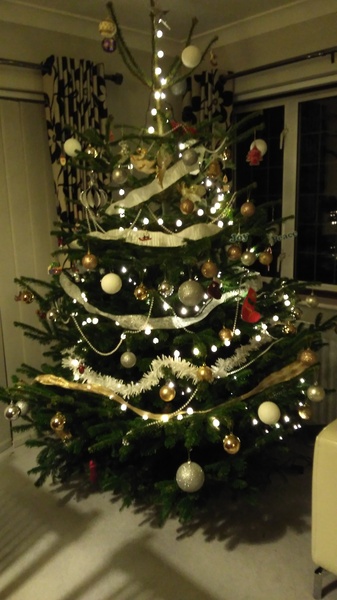 Show Us Your TREES!