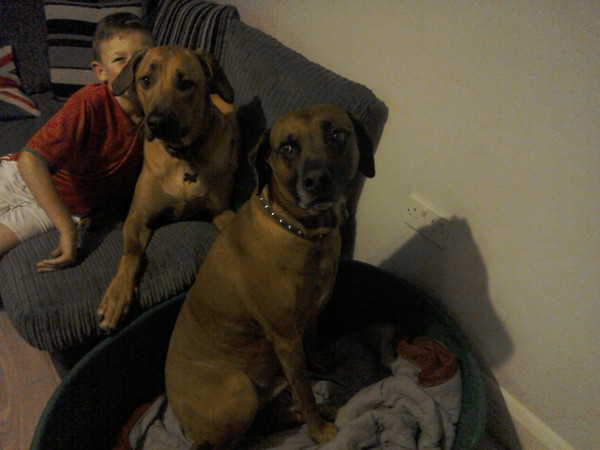 Anyone got a Rhodesian Ridgeback