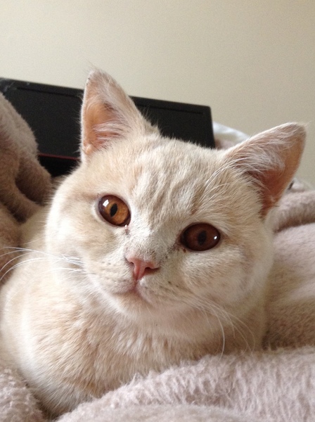 Tell me about your British shorthair