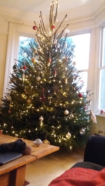 Show Us Your TREES!