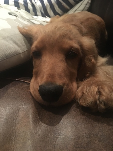 When do puppies start sleeping through regularly?