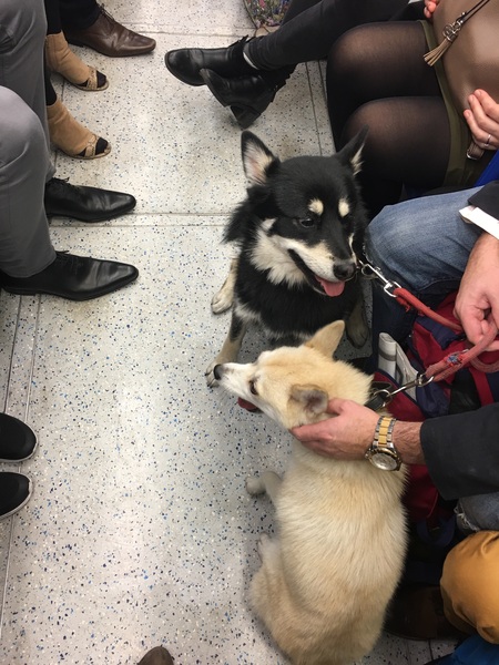 Tell me about your Pomsky....
