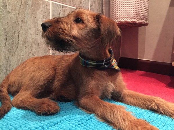 Naming my new Irish terrier puppy!