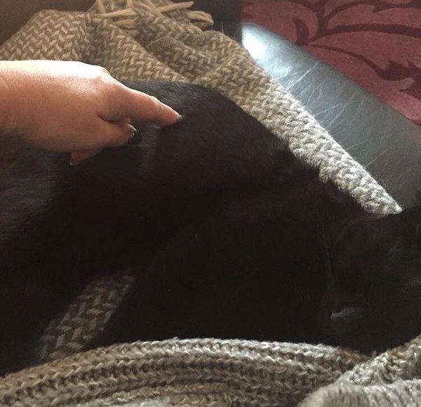 What are these lumps on dcat