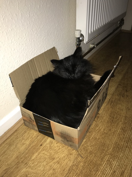 Nell has a new box!