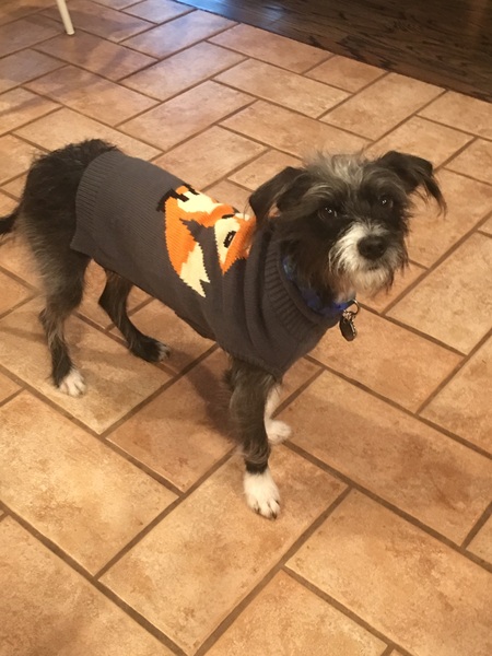 What's special about your breed of dog?