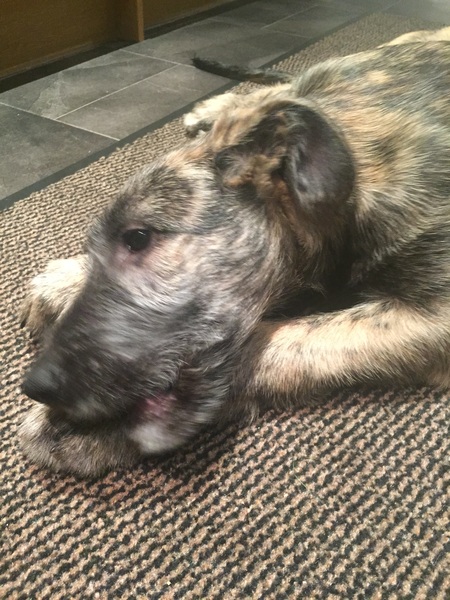 Zombie's Cancer Journey: The Beginning of the End