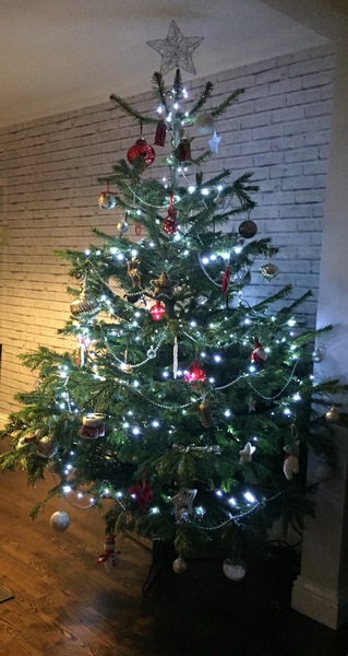 Show Us Your TREES!