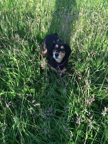 What's special about your breed of dog?