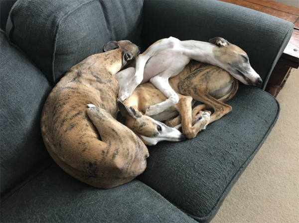 Does this breed exist?
