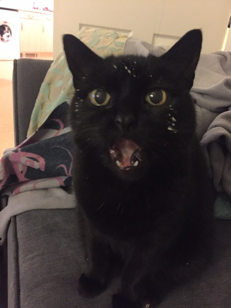 What food is your furry overlord currently scrounging?