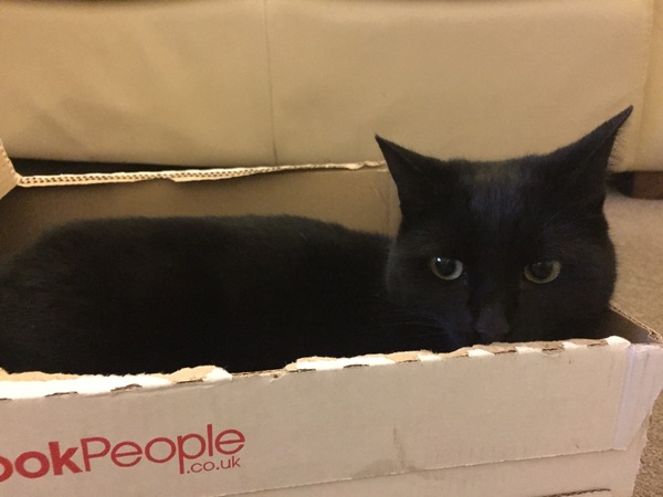 Adopting a cat