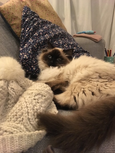 Ragdoll or BSH?