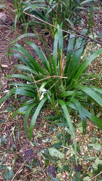 What plant is this? (Photo)