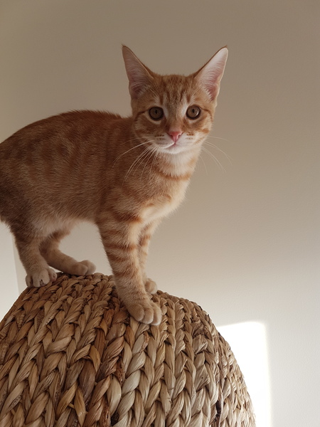 New Kitten (with picture!)