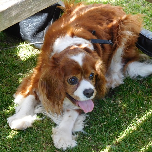 What's special about your breed of dog?