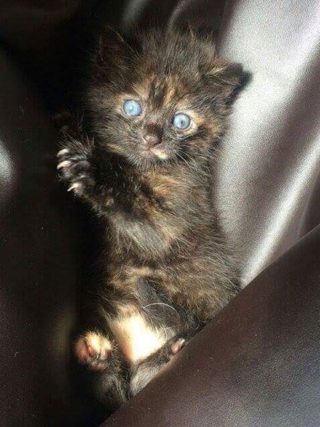 WIBU to wake up my kitten because he kept me up all night? *pics*