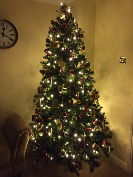 Show Us Your TREES!