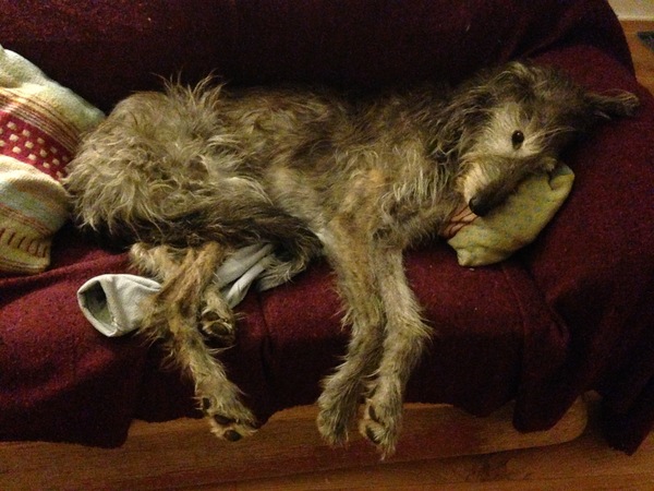 What's special about your breed of dog?