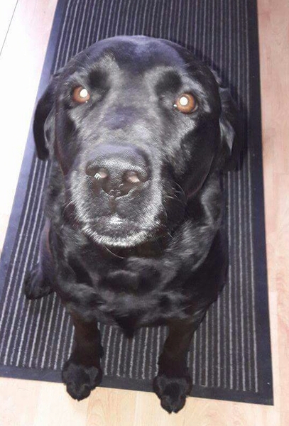 What's special about your breed of dog?