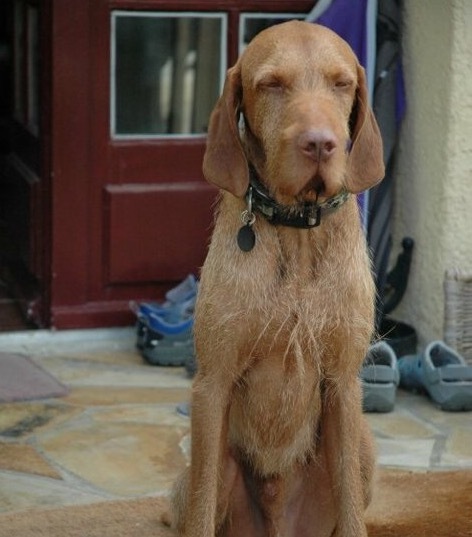 What's special about your breed of dog?