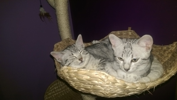New kittens!