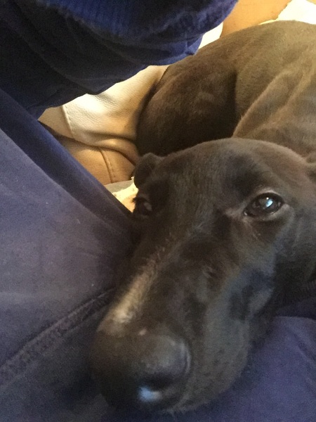 We just reserved a greyhound!