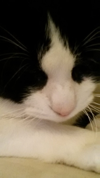 What food is your furry overlord currently scrounging?