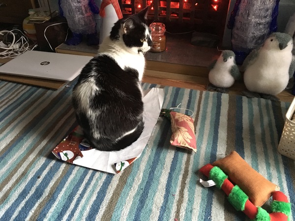 Which One is My Dreamies?